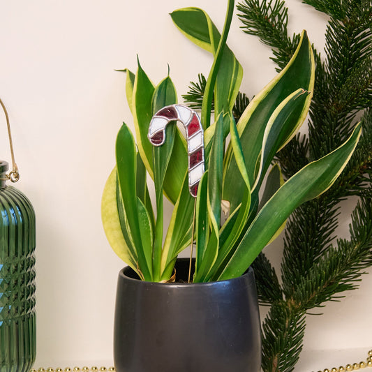 Décoration de plante - Sucre d'Orge